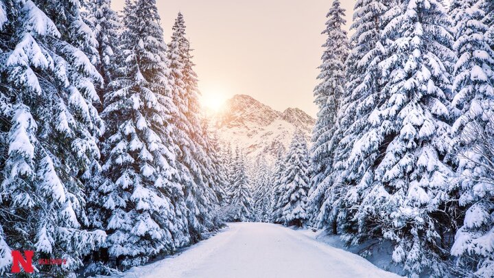 Spruce Trees covered in snow, alongside a snow covered path with mountains and a sunrise in the background