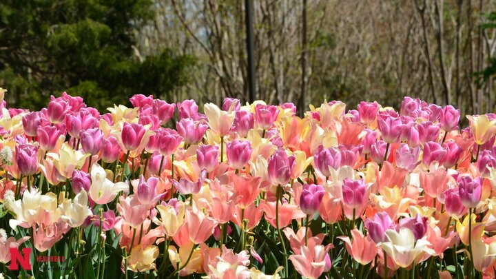 Blush and Yellow tulips in a field under sunshine