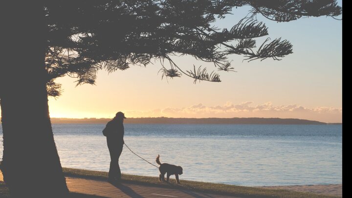 Person walking their dog on a leash on a trail under a tree by open water during early morning sunrise